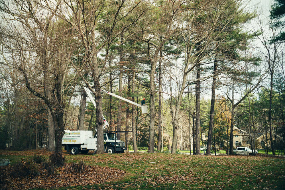certified professionals - emergency tree removal