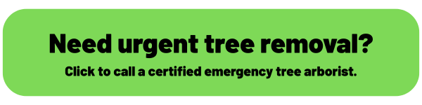 Emergency tree removal cta