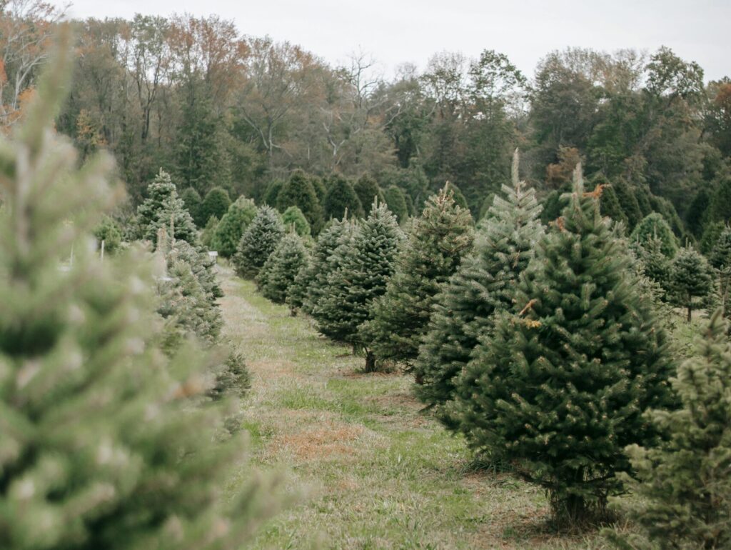 Christmas Tree Recycling and Safe Disposal in Acton, MA
