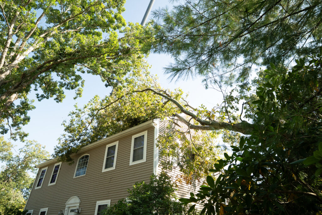 7 Dangers of DIY Tree Removal That You Shouldn't Underestimate