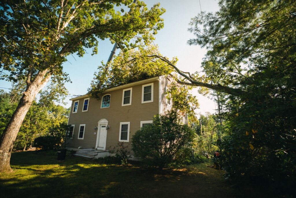 7 Dangers of DIY Tree Removal That You Shouldn't Underestimate
