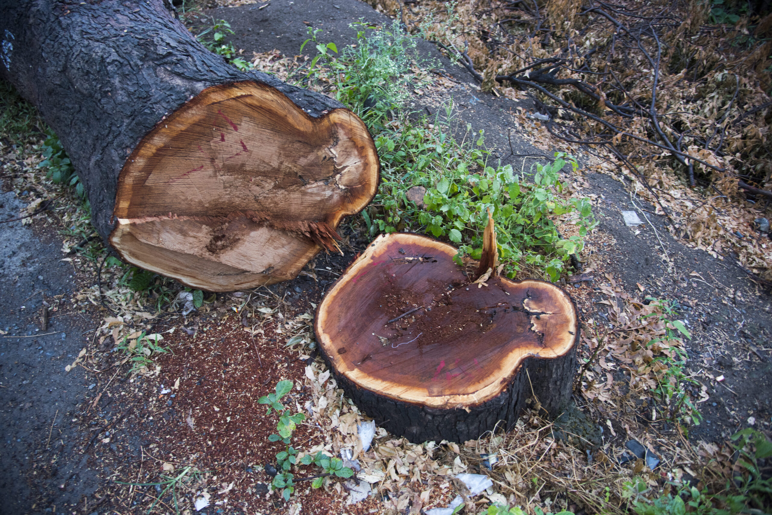 Tree Stump Removal in Massachusetts