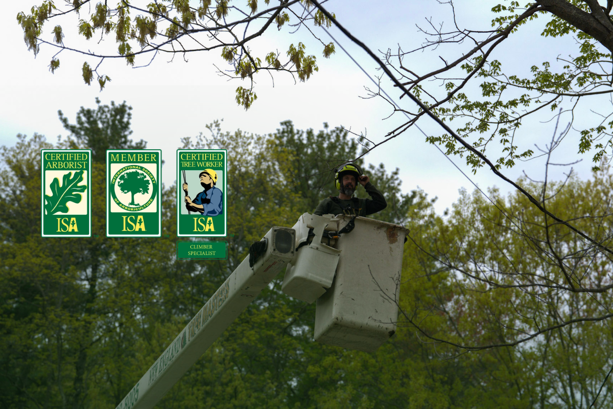 certified-tree-service-massachusetts